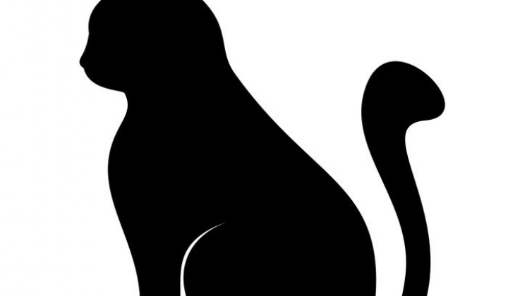 Bezplatná kastrácia mačiek